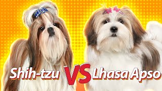 LHASA APSO vs SHIHTZU  Duelos de raças Baw Waw [upl. by Etna]