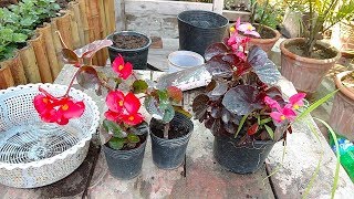 Begonia Plant Care  Tropical Plant Care  begonia flower  Winter Flower Plant [upl. by Ycaj]