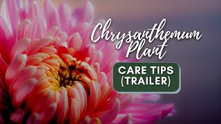 Chrysanthemum Plant Care Tips Trailer  shorts [upl. by Lot484]