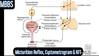 Physiology of Micturition Micturition Reflex amp KFT mbbs medicine physiology neetpg [upl. by Eiveneg]