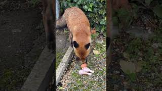 ALWAYS ON TIME hertfordshire animalpark viralvideo stalbans fox [upl. by Ehttam85]