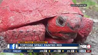 Tortoise found spray painted red [upl. by Dirgis]