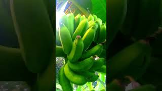 Bananareelsviral shortvideoviralvideofypシ reelsvideoyoutube youtubeshortbananaforyou [upl. by Uella482]