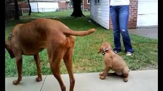 CUTE Hungarian Vizsla Puppy MEETS Older Vizsla Dog [upl. by Elak]