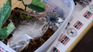 Caribena versicolor HANDLING VogelspinneTarantula Spiderling [upl. by Attikin]