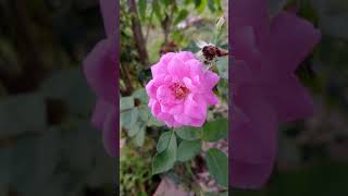 Second species of Rosa rugosa flower natureshortviralexploremore [upl. by Caine]