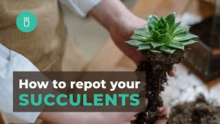 How and When To Repot Your Succulents In 3 Easy Steps  Tips for Beginners [upl. by Donahoe]