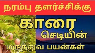 Canthium Coromandelicum  காரை செடி  Villagekaran  காரை பழம் [upl. by Farlie]