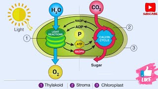 What is Light Reaction  Photosynthesis in higher plants [upl. by Eirahcaz735]