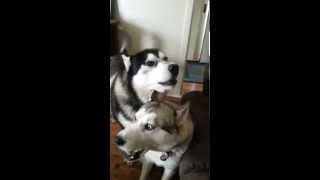 Siberian Huskies Sing The Song Of Their People [upl. by Brad]