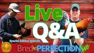 Ep218  Bred to Perfection Live QampA Session [upl. by Ettennaej]