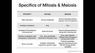 Mitosis vs Meiosis [upl. by Andre]