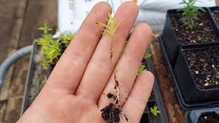 Transplanting Notes on Butterfly Milkweed  Asclepias tuberosa [upl. by Nicolais]