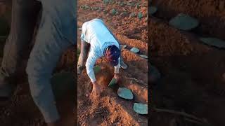 Plantando palma no nordeste [upl. by Zelten957]