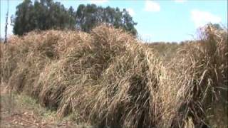 Vetiver System Vetiver Grass Soil and Water Conservation [upl. by Nwahser]