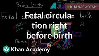 Fetal circulation right before birth  Circulatory system physiology  NCLEXRN  Khan Academy [upl. by Aysahc61]