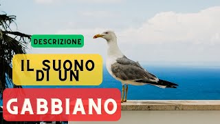 Suono degli uccelli gabbiani  descrizione 🦤 Verso del gabbiano che verso fa il gabbiano 🦤 🔈 [upl. by Lodie811]