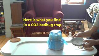 CO2 Bedbug Trap  Making CO2 [upl. by Dehsar812]