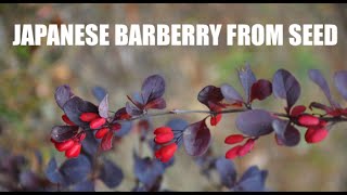 Japanese Barberry From Seed Part 1 [upl. by Kermy507]