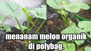 Menanam melon organik di polybag [upl. by Nahtannhoj216]