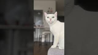 British Shorthair Cat Spotlight Meet Aloushé [upl. by Eihtak]