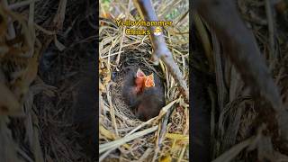 Stunning Yellowhammer Nest with 3 Chicks in the UK 2024  birdnesting birds birdnest britishbird [upl. by Eninotna]