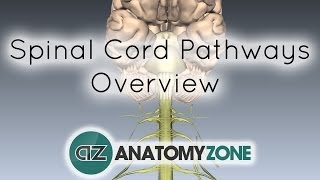 Spinal PathwaysTracts  Part 2  Ascending and Descending Tracts Overview  Anatomy Tutorial [upl. by Rudyard]