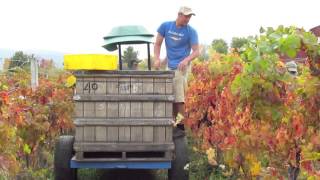 Harvesting Vitis Amurensis [upl. by Woolson]