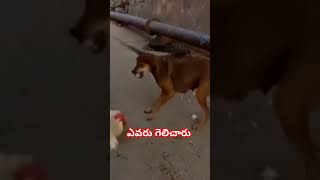 Hen vs Dog Fight shots shorts ytshortsshortsfeed viralvideo viralvideo viralshorts trending [upl. by Innob]