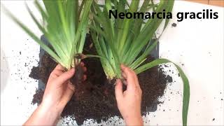 How to propagate and divide your Neomaria gracilis walking iris plants [upl. by Ettennod]