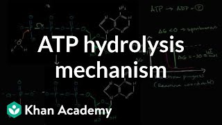 ATP hydrolysis mechanism  Energy and enzymes  Biology  Khan Academy [upl. by Ulita]