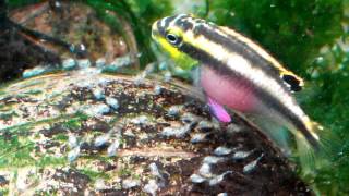 Pelvicachromis pulcher first spawning Feeding Попугайчики Первый нерест Кормление [upl. by Midan615]