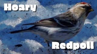 Hoary Redpoll [upl. by Adama]