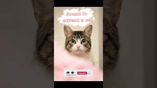 Sounds to attract cats attention [upl. by Cordle]