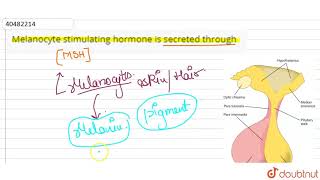 Apart from humans melanocyte stimulating hormone is secreted through [upl. by Rolan917]