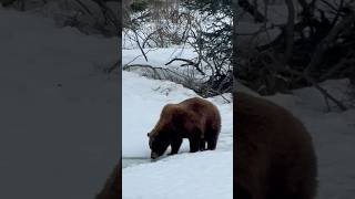 Bad Winter for Brown Bear [upl. by Nadiya]