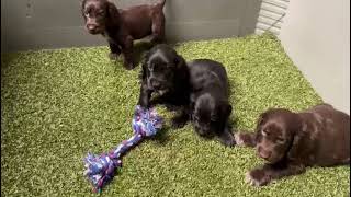 Engelse cocker spaniel pups 260824 geboren in 🇧🇪 [upl. by Haodnanehs]