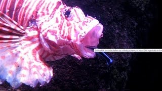 BRAVE Cleaner wrasse ENTERS MOUTH lionfish [upl. by Zat]