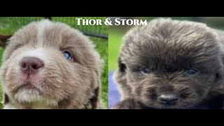 Meet Thor and Storm [upl. by Tik]