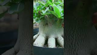 The Adenium Arabicum Garden flower plant Desert Rose Bonsai Houseplant [upl. by Gnehc]