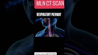 Respiratory Pathway hospital anatomy shorts trending ctscan biology doctor science [upl. by Elimay]