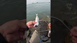 🎣 Kanama Smart Bait  Revive dead bait fish [upl. by Patty]