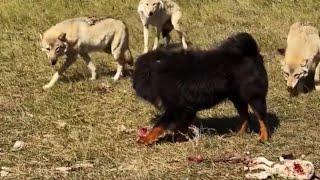 TIBETAN MASTIFF VS 3 WOLVES Must Watch [upl. by Grew551]