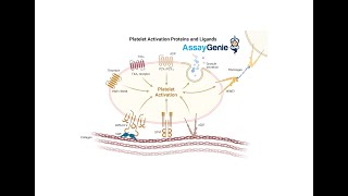 Platelet Adhesion Proteins and Ligands Key Players in Hemostasis and Thrombosis [upl. by Akins]