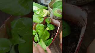 Money plant care tips plants moneyplantcare gardening moneyplantpropagation garden [upl. by Nathaniel]