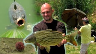 Pecanje Ĺˇarana  Vojvodina  Jezero ÄŚepel  Dubinsko pecanje  Ĺ aranski sistemi  Carp fishing [upl. by Paviour]