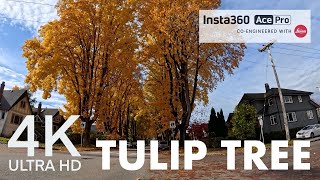 Tulip Tree  W 10th Ave Vancouver BC Oct 31 2024 4K BIKE VIEW [upl. by Yelreveb]