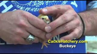 Buckeye Chicken Breed Baby Chicks  Cackle Hatchery [upl. by Teresina980]