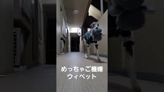 【スタコラサッサ】大好きなアニキのお迎えで、テンションが上がりまくるウィペットのカイトちゃん。軽快なステップを踏みまくるオッサン犬ドッグ。お利口や～ﾟ∀ﾟ！！LOVELY WHIPPET DOG [upl. by Darcy]