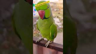 Mummy talking parrot parrot talkingparrot parrottalking [upl. by Adnihc]